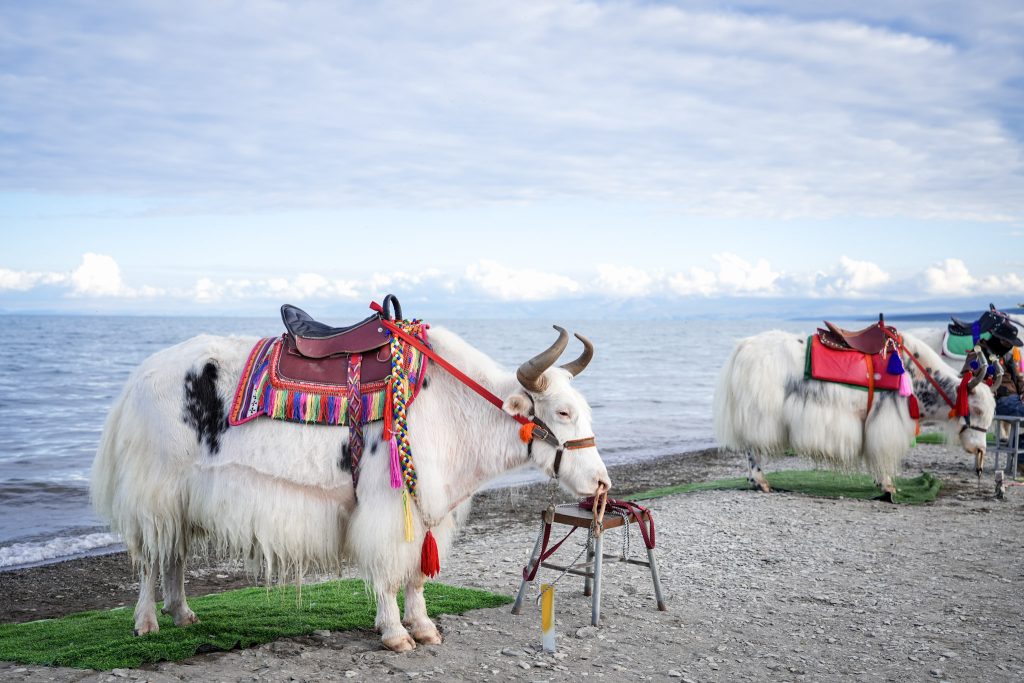 Qinghai Lake 青海湖