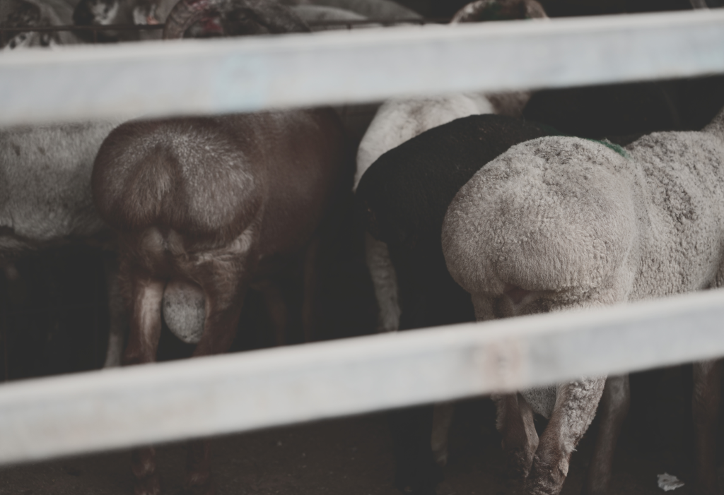 Gran Bazaar e il Mercato del Bestiame, Kashgar